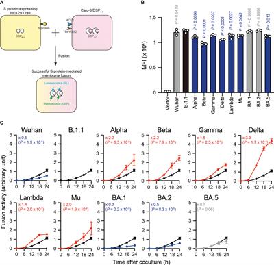 Virological characteristics correlating with SARS-CoV-2 spike protein fusogenicity